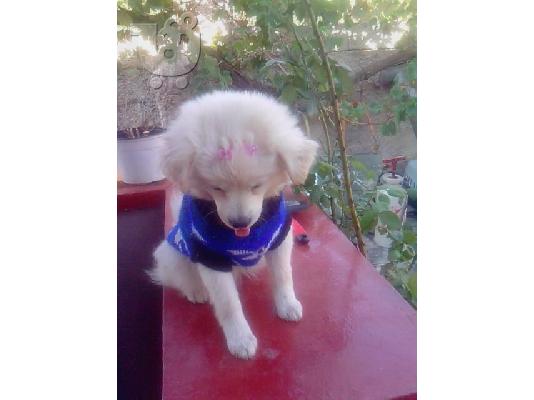 pomeranian spitz 